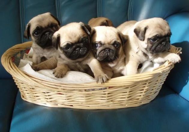 巴哥怎么养健康,怎么给巴哥快速补充营养