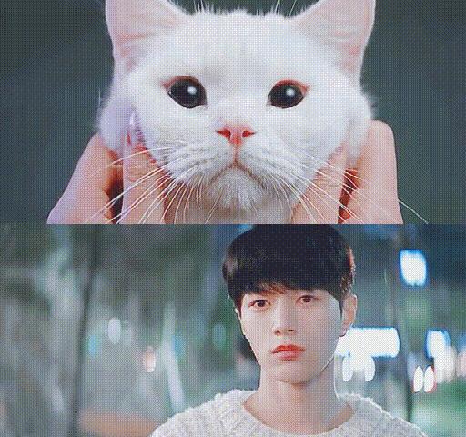 白猫“化身”*男美**子,与主人甜蜜同居,猫咪治愈剧《快过来》真甜