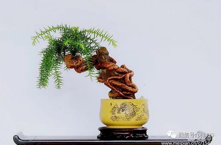 澳洲杉怎么长出漂亮根部,澳洲杉能用赤玉土种植吗