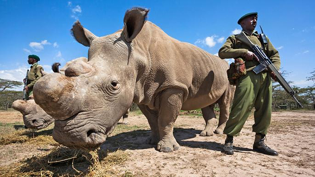 犀牛角为什么要提前锯掉,为什么要把犀牛角割下来
