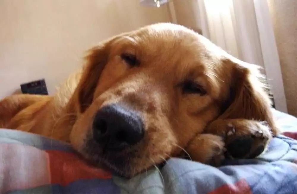 怀孕期间狗狗需要注意什么,狗狗怀孕注意事项和禁忌