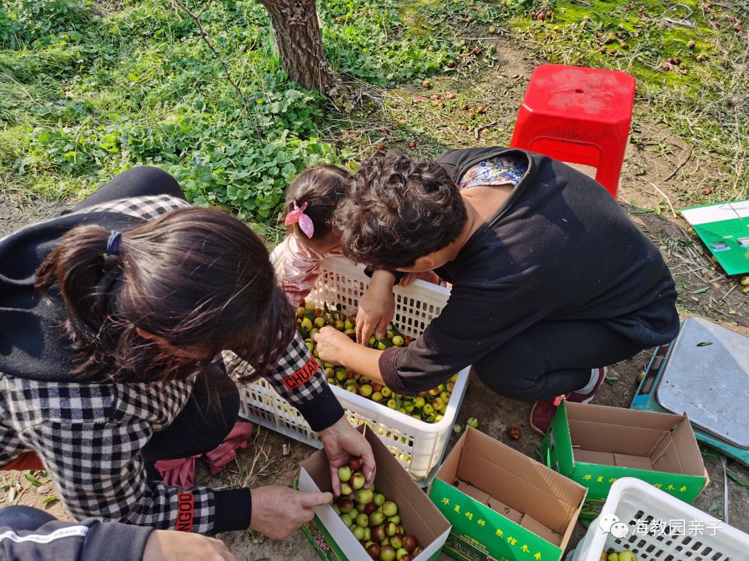秋日好时光冬枣采摘,带着愉悦的心情踏上了冬枣采摘园