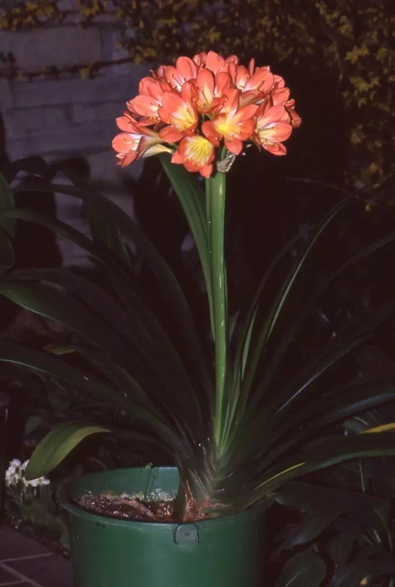 君子兰叶子有亮泽,君子兰最好的盆栽方法