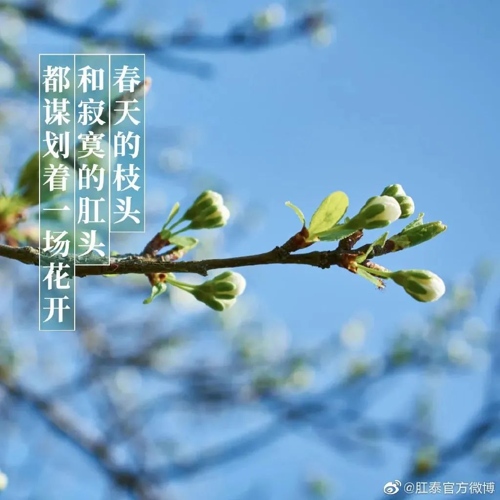 肛泰湿巾广告语,肛泰文案