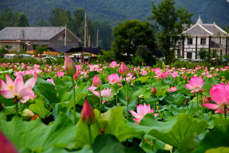观赏荷花地方推荐河南,河南荷花特别多的地方在哪里
