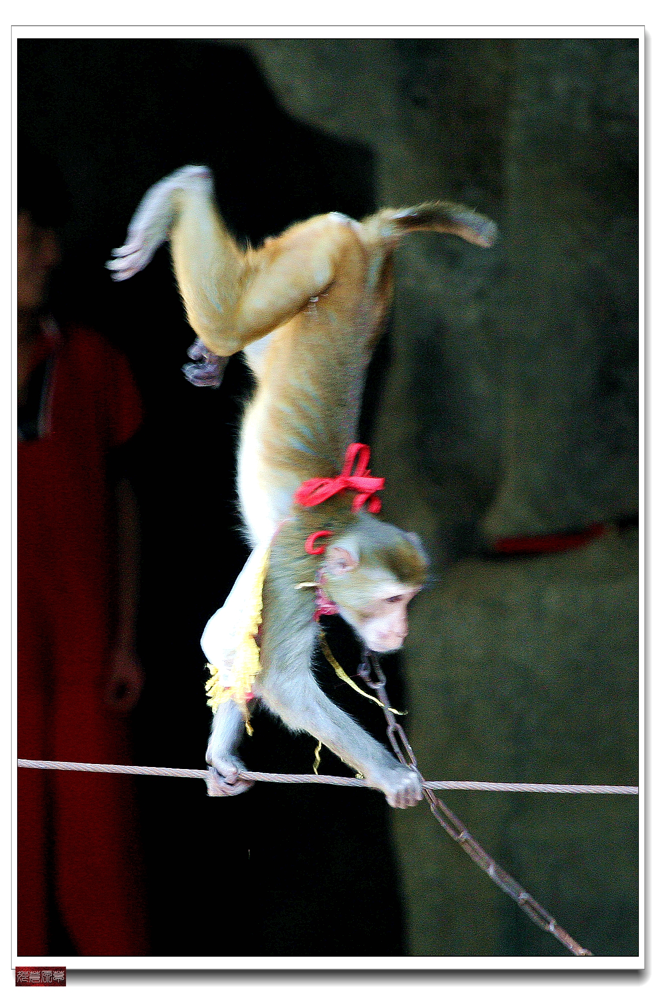 南湾猴岛猕猴王国,猕猴乐园南湾猴岛