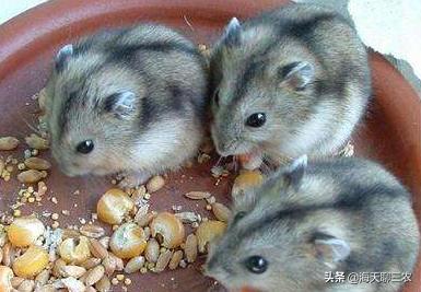 仓鼠养殖技术讲解,仓鼠养殖技术大全教程