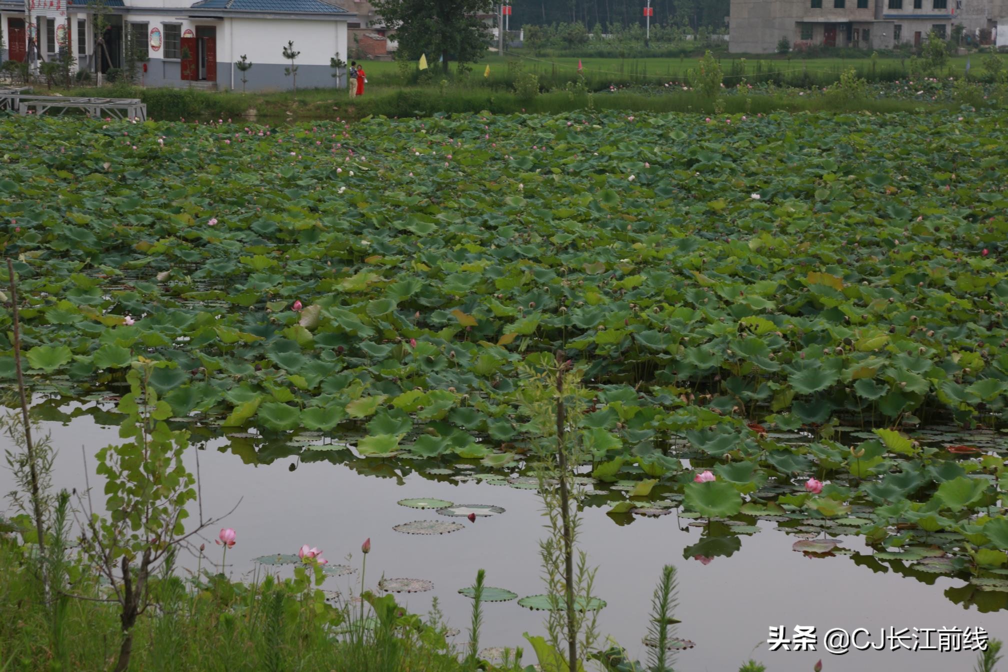 淮滨谷堆杨湾最新消息,淮滨谷堆杨湾风景