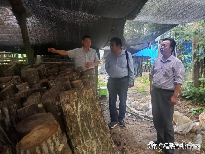 张更生的“产业扶贫经”——九三学社信阳浉河区支社主委张更生扶贫纪事