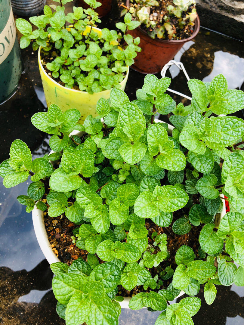 掐个薄荷叶，扔进花盆窜满盆，天天掐芽泡饮料，掐了一窝又一窝