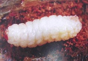 蛀干类害虫数据处理方式,树干小蠹虫如何防治