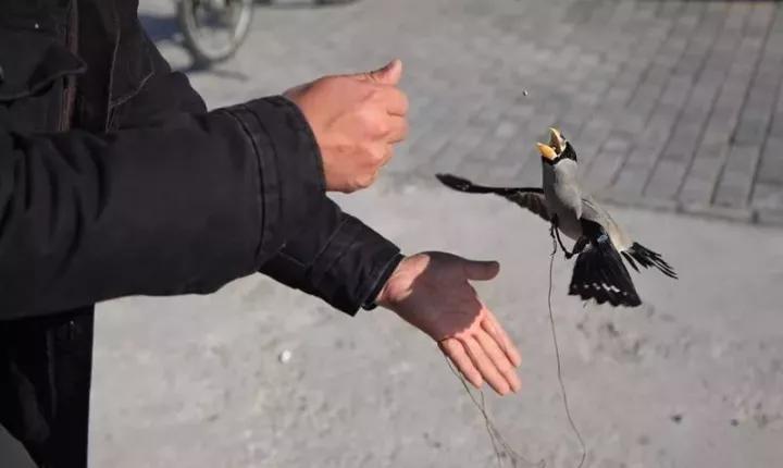 训鸟视频大全,训鸟入门基础知识