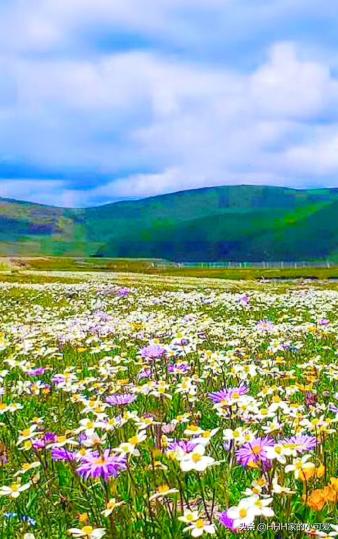 若尔盖大草原人间天堂,若尔盖大草原真美