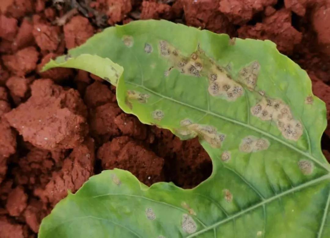 百香果黑斑病害图片,百香果下雨后病害图片视频