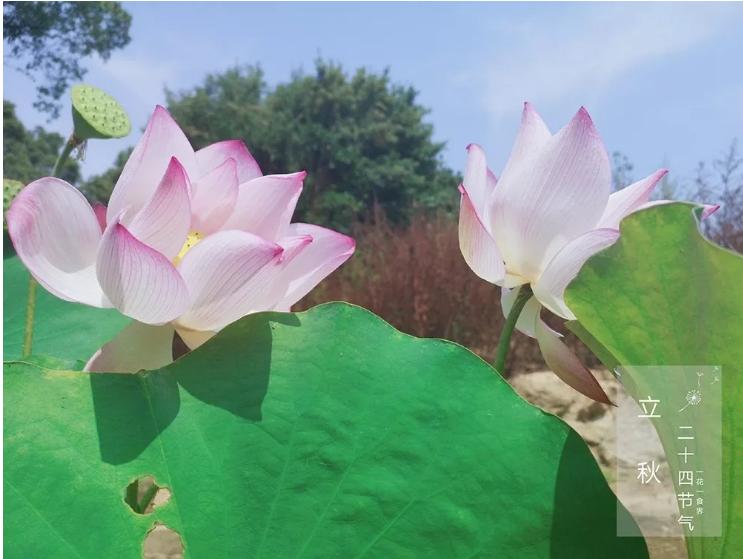 二十四节气之立秋手抄报,二十四节气之立秋茅台