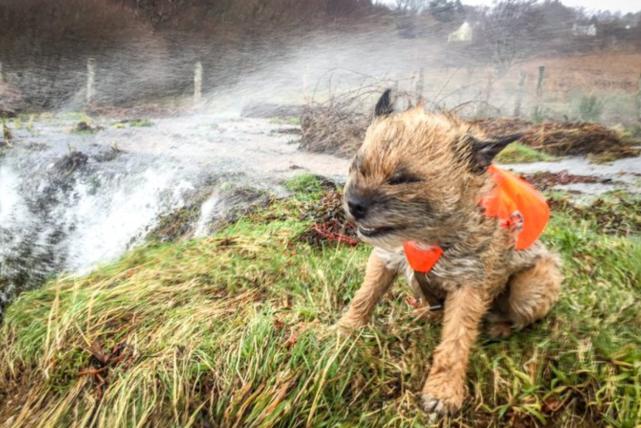 暴风雨“西娅拉”登陆英国，有人却在强风中作死遛狗
