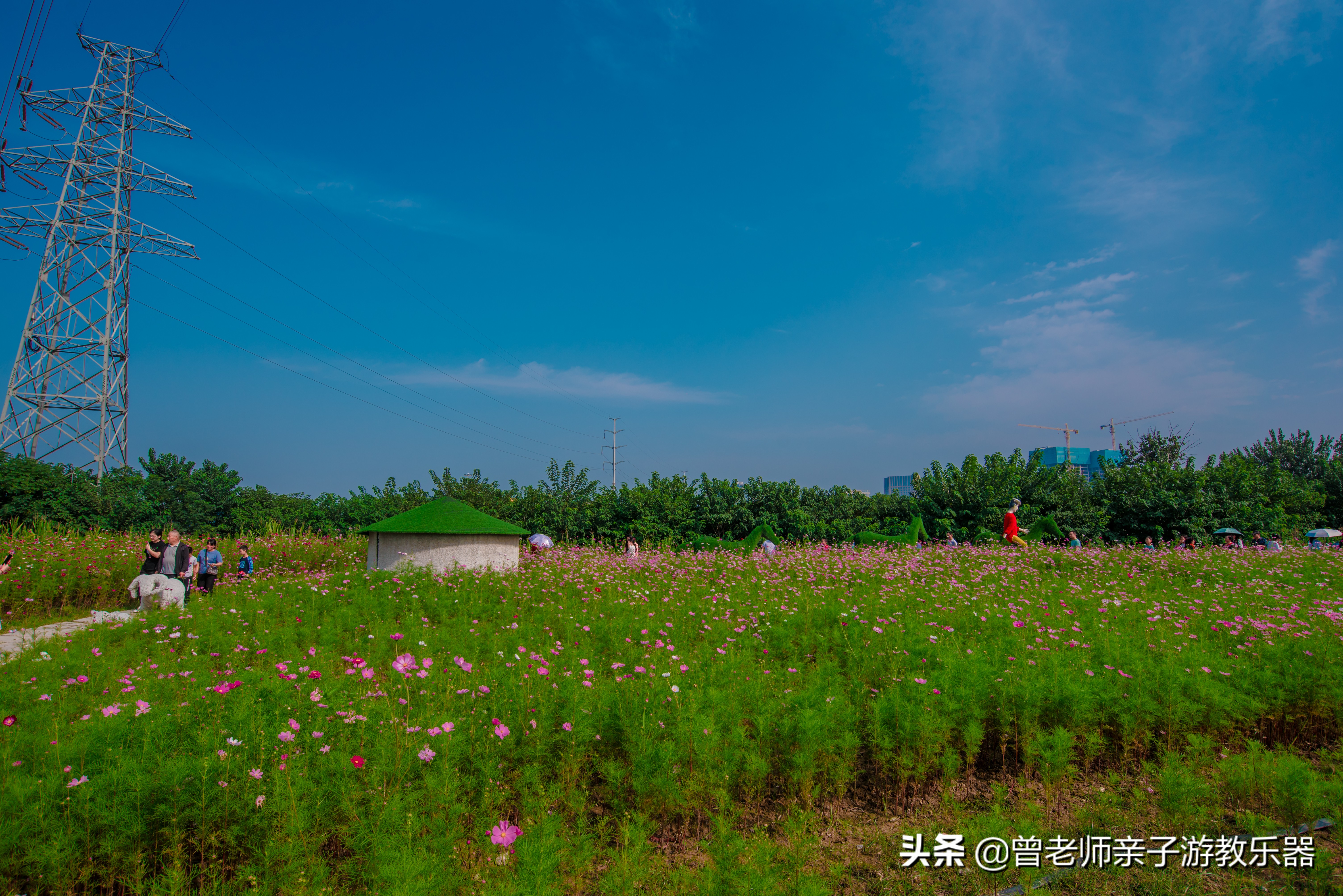 西安菊花节9.9元门票,爱菊菊花节怎么去