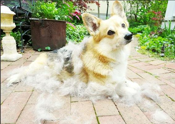 新手可以饲养柯基吗,饲养柯基6大禁忌你做过几个