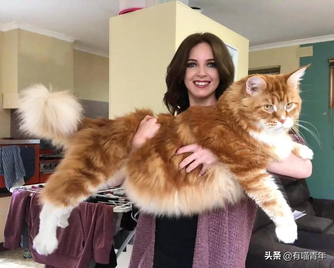 缅因猫看着很吓人但是很温柔,缅因猫真的有20万一只么