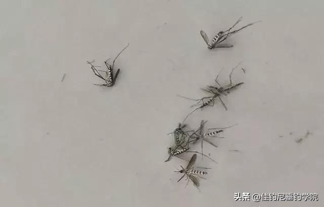 夏季夜钓防蚊虫叮咬的一些方法,夜钓防蚊子的最好办法