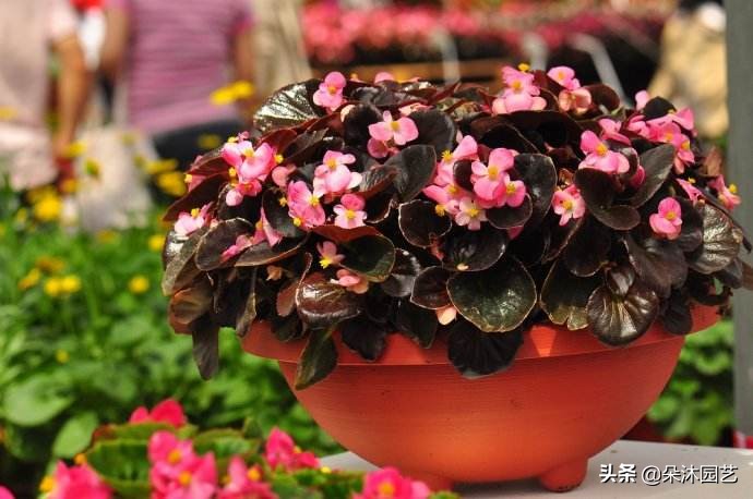 啥是草本,什么叫草本和木本