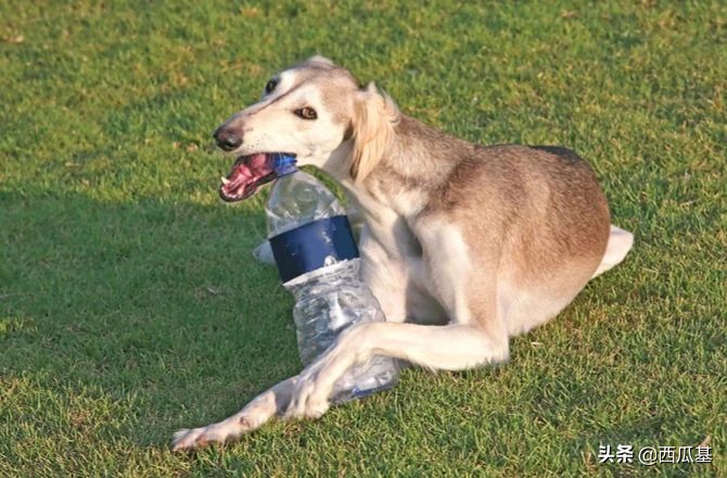 自制可以养迷你宠物玩具教程,自制狗屋玩具