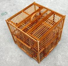 如何饲养出漂亮活泼、且高繁殖的珍珠鸟