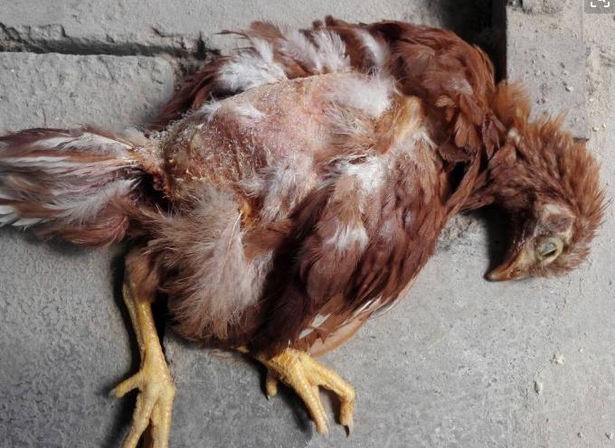 鸡肛啄坏了该怎么治疗,鸡啄羽啄肛如何处理