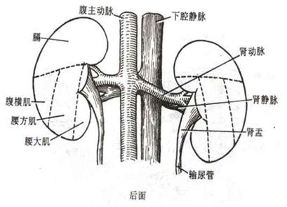泌尿系统解剖讲解视频,泌尿系统肾脏解剖图谱