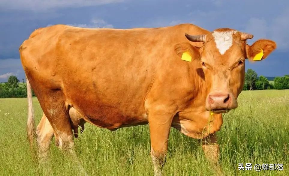 中国肉类价格什么时候下降,各种肉类价格上涨是必然的