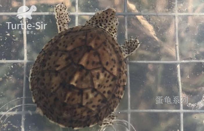 虎纹蛋龟巨头蛋龟哪个好养,巨头蛋龟和剃刀蛋龟的繁殖季节