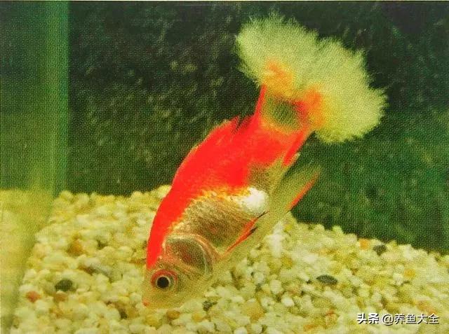 疾病小课堂第二弹——观赏鱼疾病