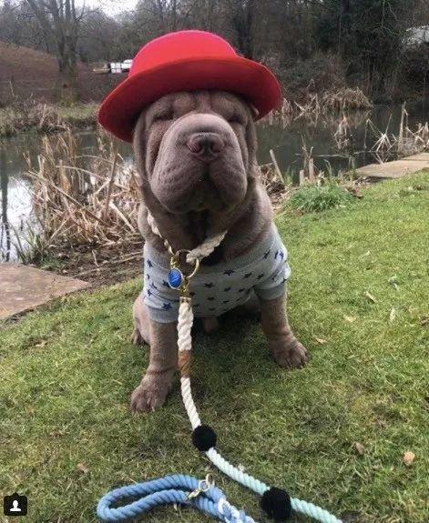 当这只整天都“睡不醒”的沙皮，遇上一位心灵手巧的铲屎官