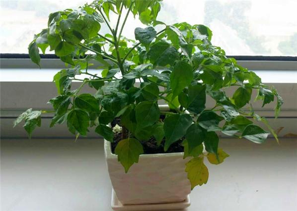 幸福树养老桩全记录,幸福树闷根枯叶挽救方法