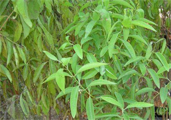 种植檀香最好的方法,檀香石斛的种植注意事项