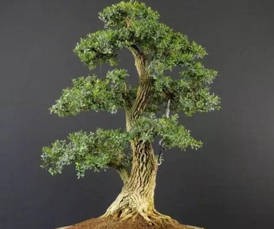 黄杨盆景制作教程,黄杨盆景修剪