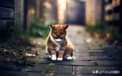 摄影后期如何打造浅景深,摄影基础知识与理解