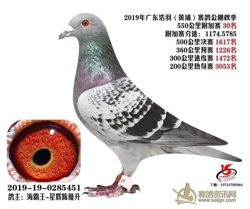 海霸王詹森纪录,冠霖公棚2017年获奖鸽欣赏