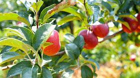 自驾29分钟到，昆明边大片红将军成熟可摘，1口糖心甜蜜又多汁