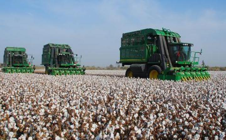 新疆2021年的新棉花,新疆棉花2020
