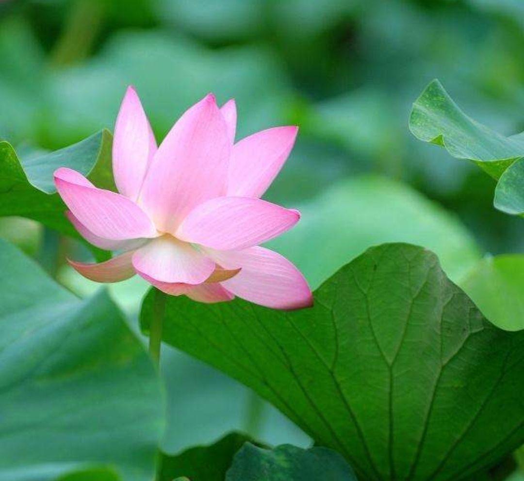 水芙蓉是不是荷花的名称,水芙蓉和荷花的关系