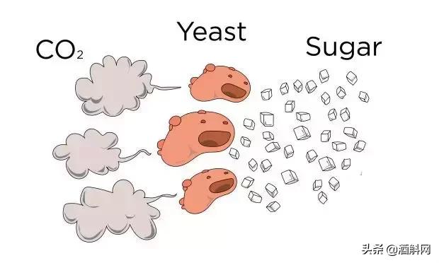 起泡葡萄酒超过了10年还能喝吗,起泡葡萄酒为啥会起泡