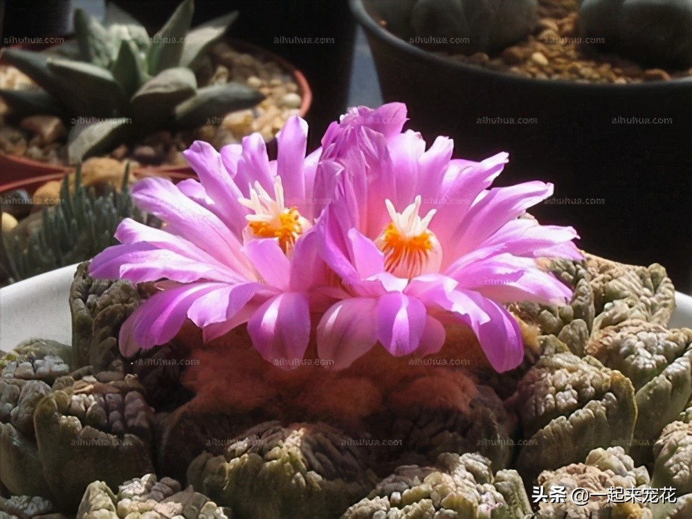 最好养的老桩几款多肉,多肉小苗如何长成老桩