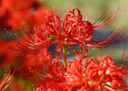 被误读的彼岸花，就是“阑边不见蘘蘘叶，砌下惟翻艳艳丛”之石蒜