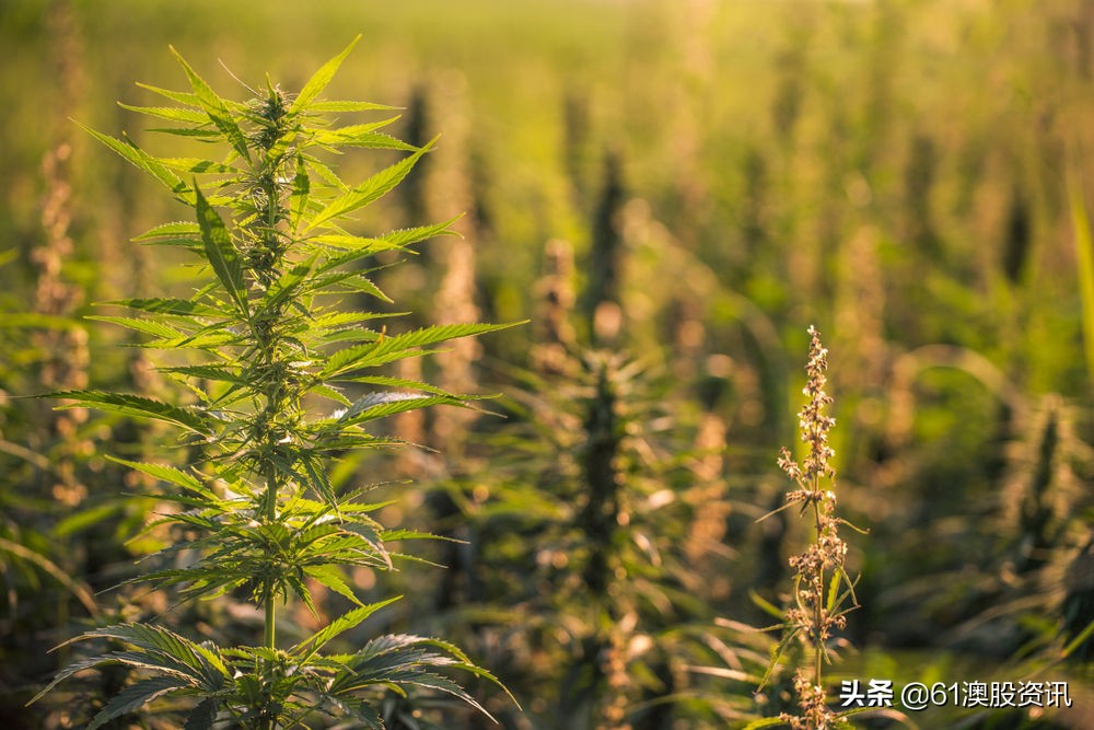 全球工业*麻大**行业简况