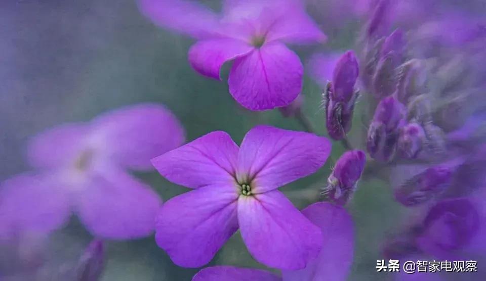 雅迪爱玛小牛怎么选,爱玛和雅迪小牛电车哪个好