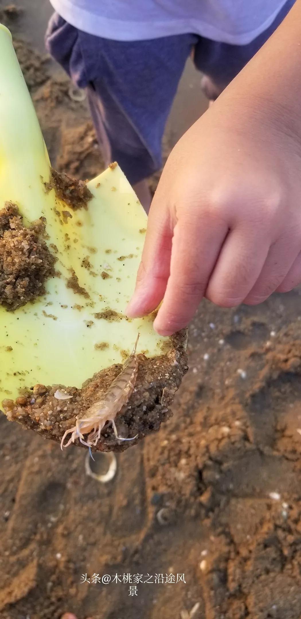 广东沙滩赶海去哪里,阳江东平镇沙滩赶海攻略