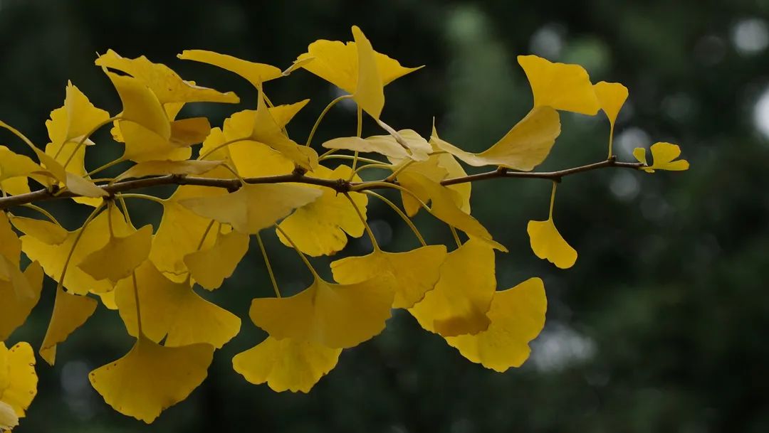 上海最美秋景,上海哪些公园可以拍秋景