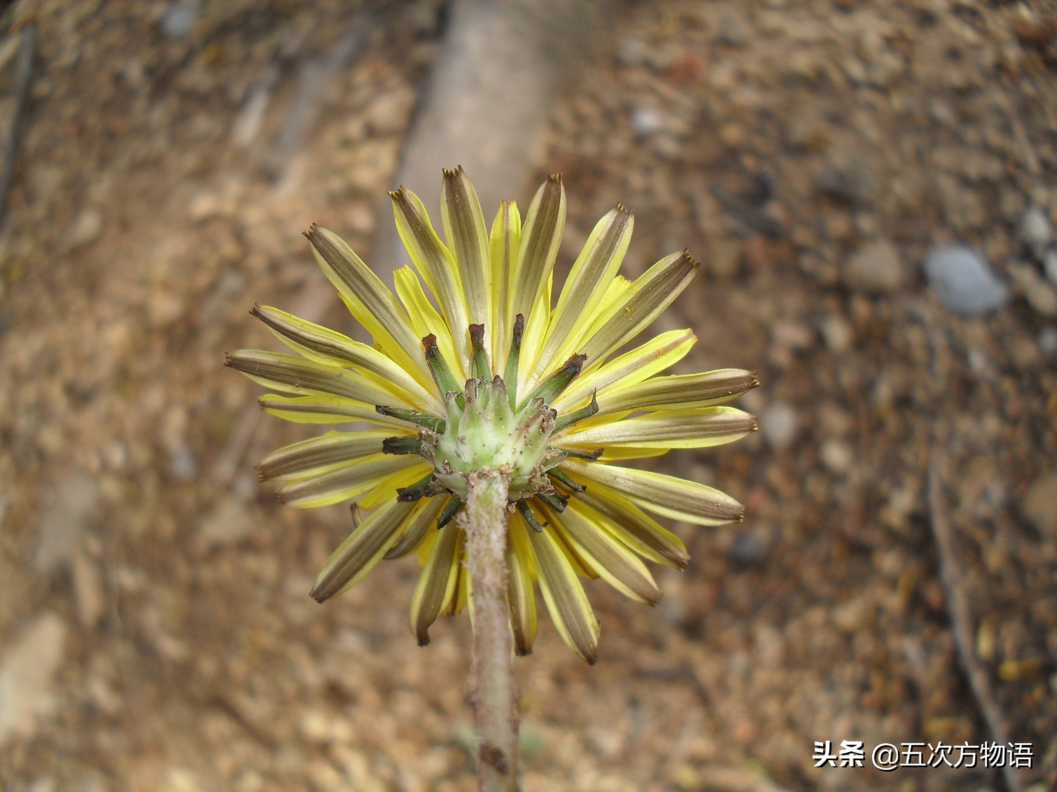 蒲公英泡水喝的利与弊你了解多少,关于蒲公英的知识科普