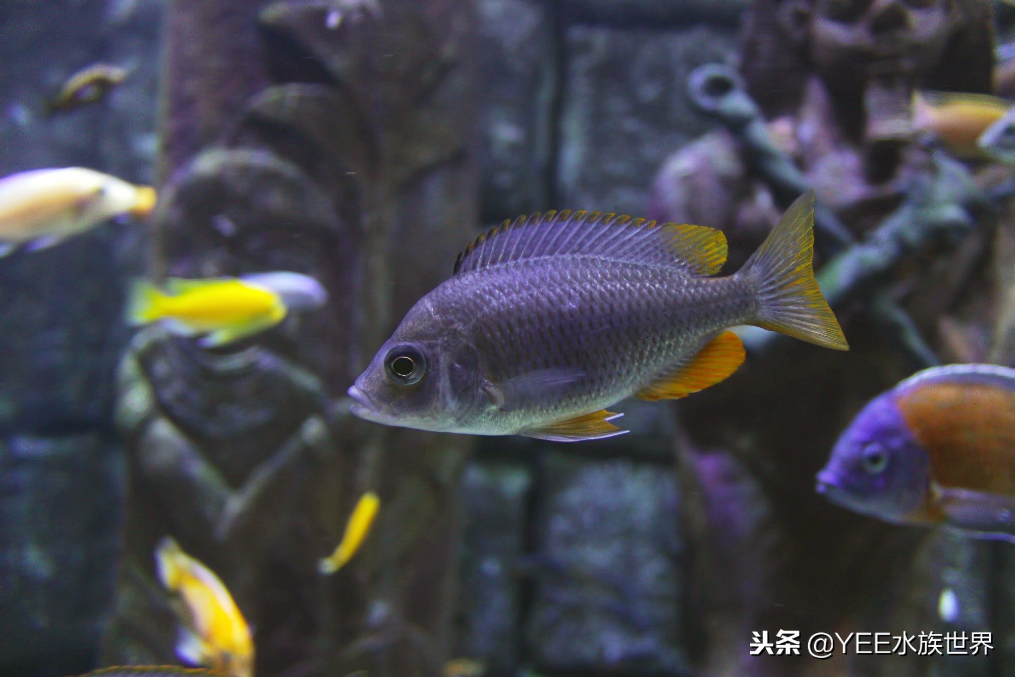 怕什么来什么,鱼在秋冬季得肠炎怎么办?